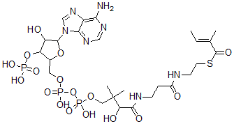 CAS#: 6247-62-7， Tiglyl-Coenzyme A