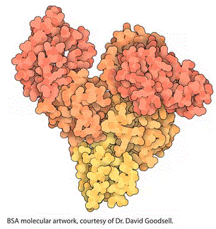 Bovine albumin molecular structure (CAS 9048-46-8)